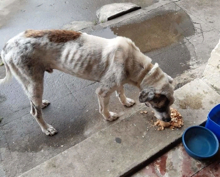 Бразильский священник помогает бездомным собакам