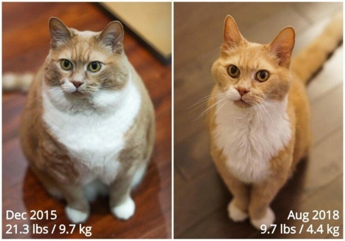 Животные до и после того, как они превратились в стройнях