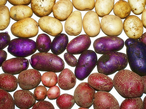 Беларусы вывели разноцветный картофель 