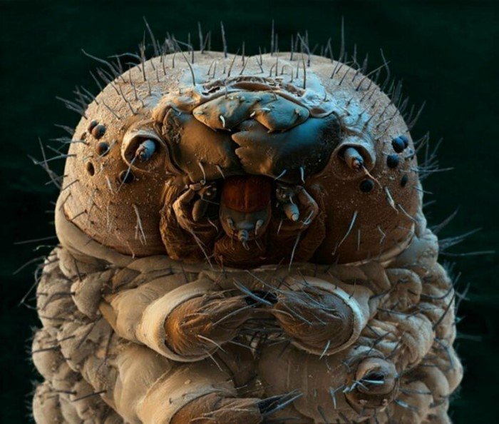 Как выглядят вблизи головы и лица насекомых