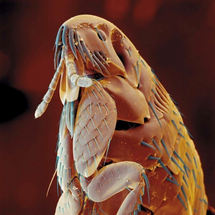 Как выглядят вблизи головы и лица насекомых