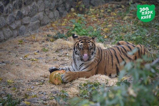 В Киевском зоопарке звери празднуют Хеллоуин. Фото