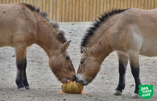 В Киевском зоопарке звери празднуют Хеллоуин. Фото