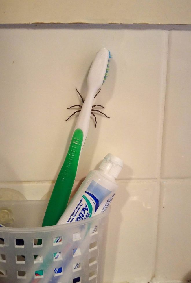 Снимки с пауками, от которых арахнофобы будут в ужасе
