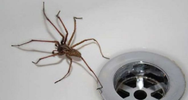 Снимки с пауками, от которых арахнофобы будут в ужасе