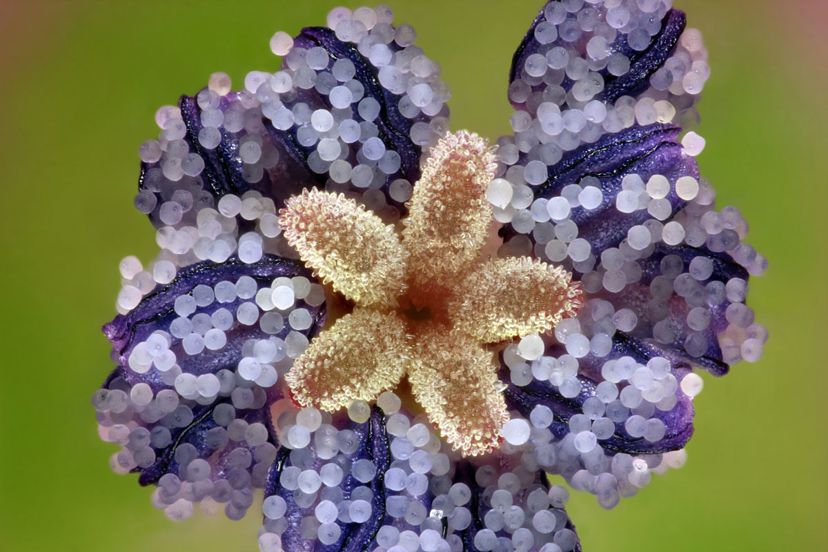 20 лучших работ с конкурса микрофотографий Nikon Small World 2019. ФОТО