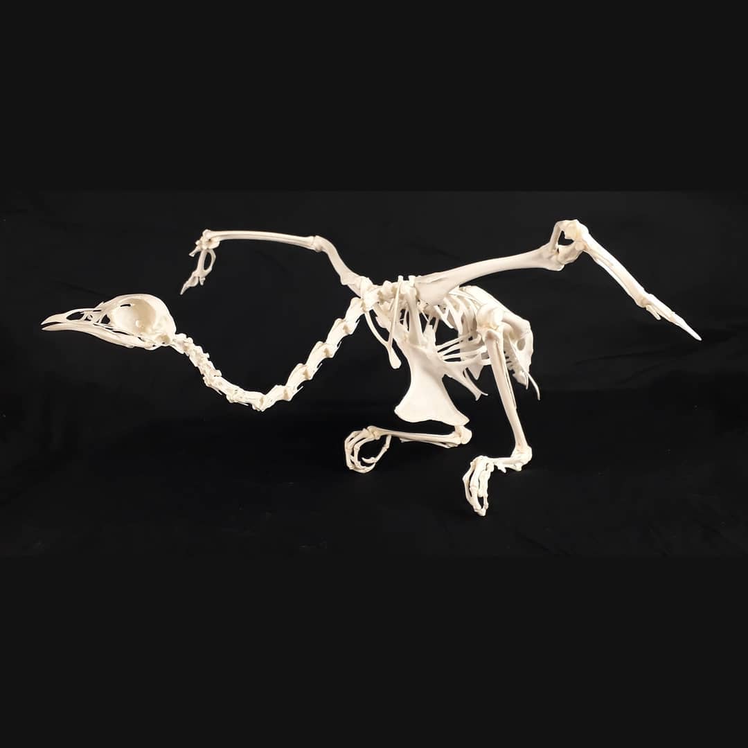 Французские остеологи публикуют скелеты разных животных в Instagram