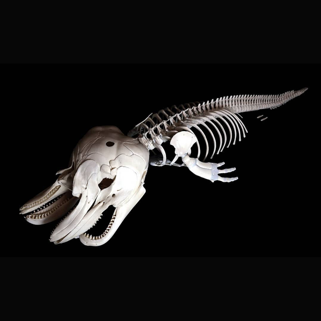 Французские остеологи публикуют скелеты разных животных в Instagram