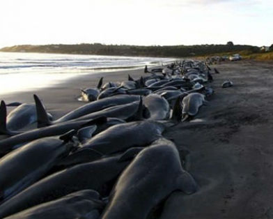 Сотни дельфинов выбросились на побережье США