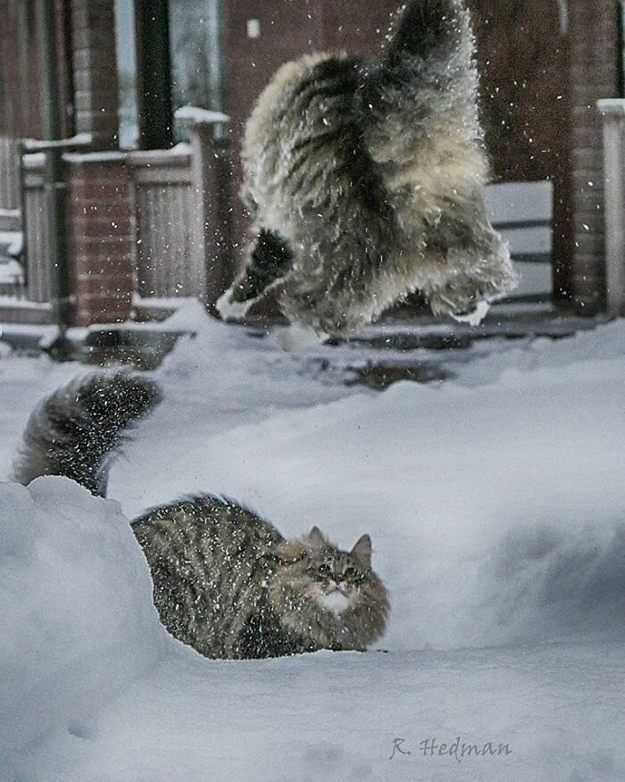 Фотограф из Финляндии показала своих шикарных северных котов