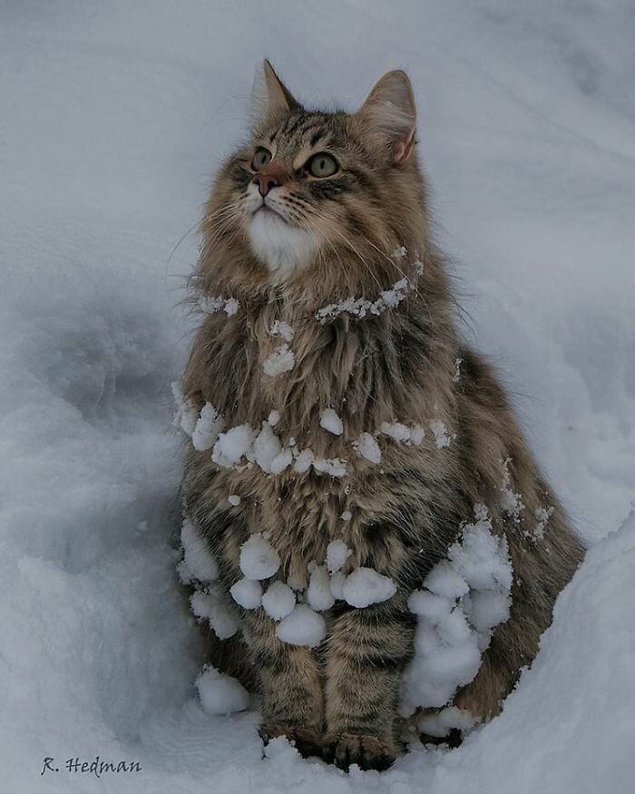 Фотограф из Финляндии показала своих шикарных северных котов