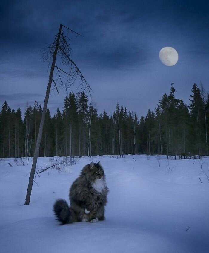 Фотограф из Финляндии показала своих шикарных северных котов