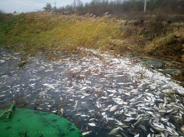 На Херсонщине в Днепре зафиксировали массовый мор рыбы. Фото