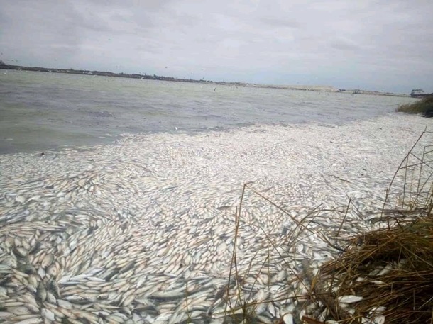 На Херсонщине в Днепре зафиксировали массовый мор рыбы. Фото