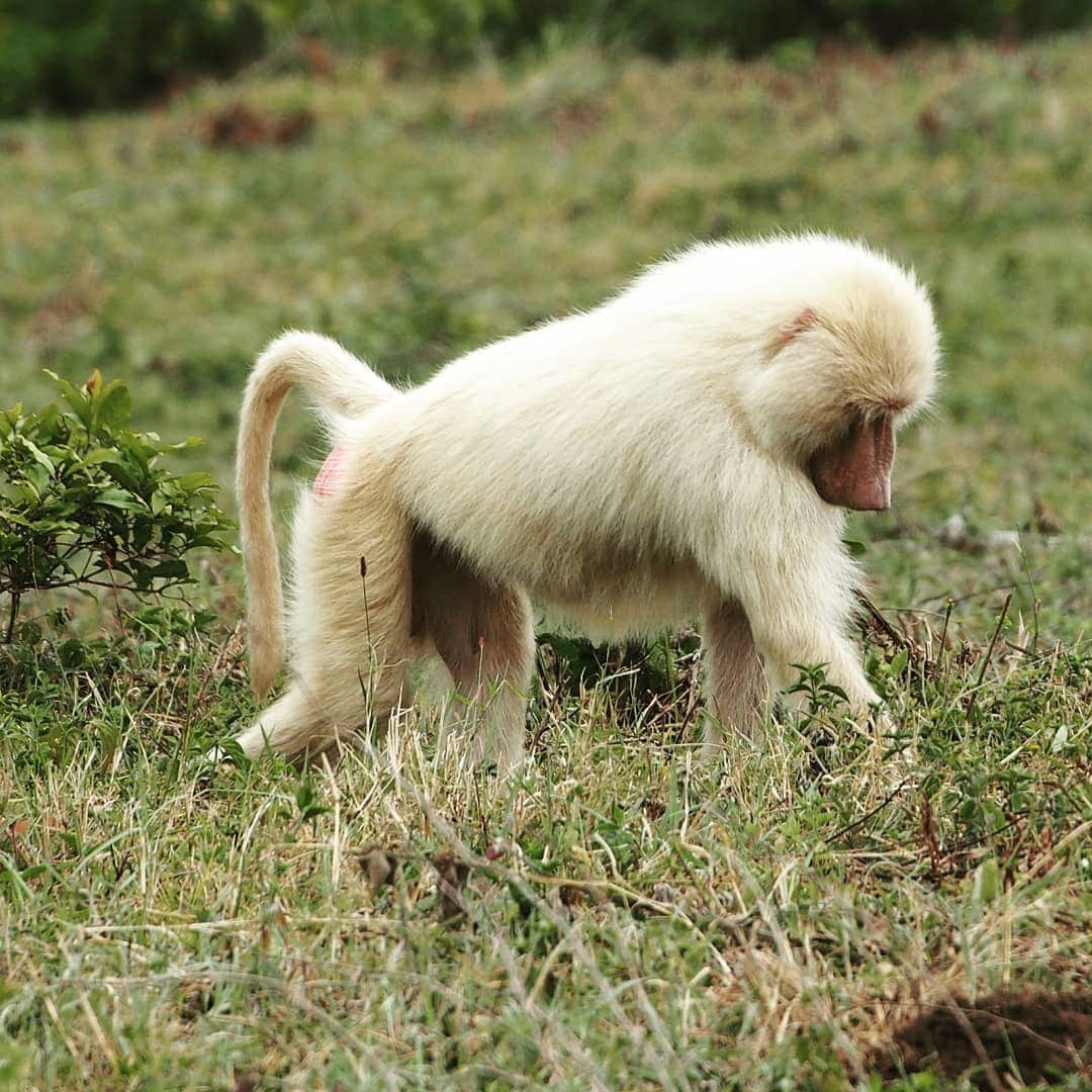 15 животных-альбиносов, которые удивляют и очаровывают своей уникальной внешностью. ФОТО