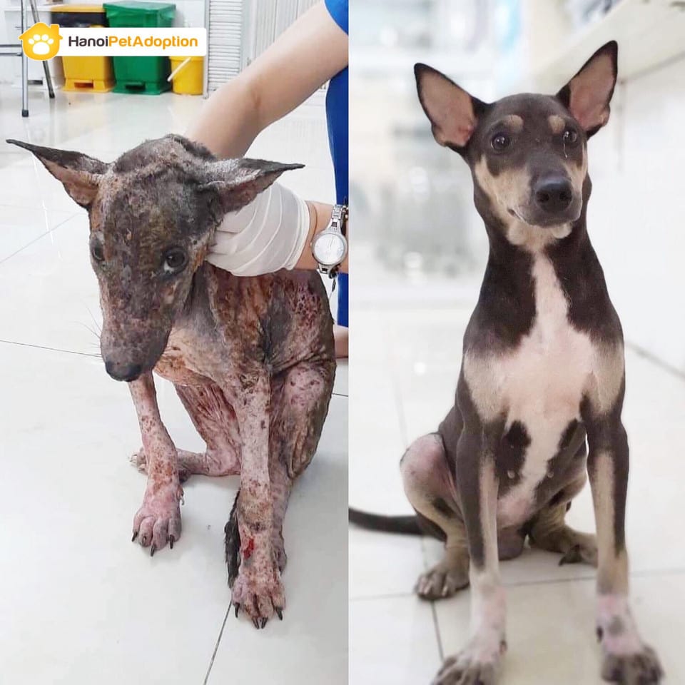 собаки фото до и после