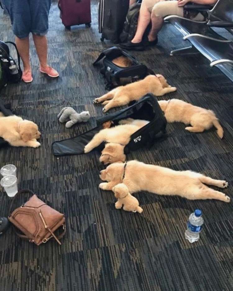 15 уморительных фото, снятых в аэропорту. Вы будете смеяться! ФОТО