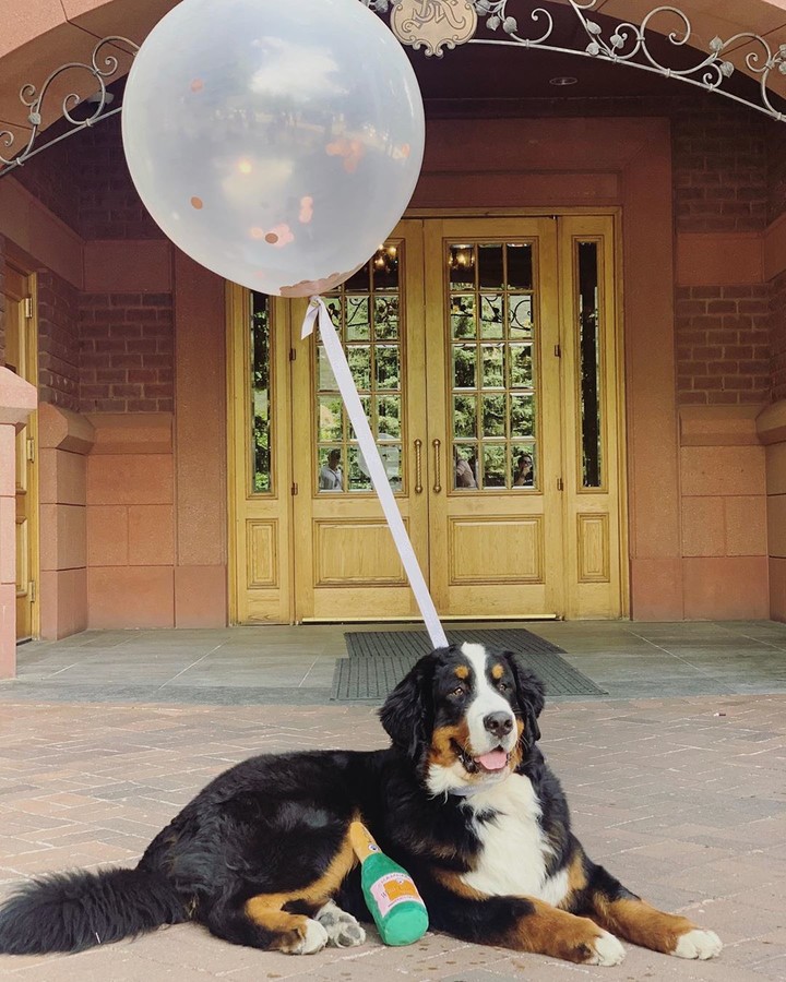 Вакансия мечты: пес из Колорадо ищет личного дворецкого. ФОТО