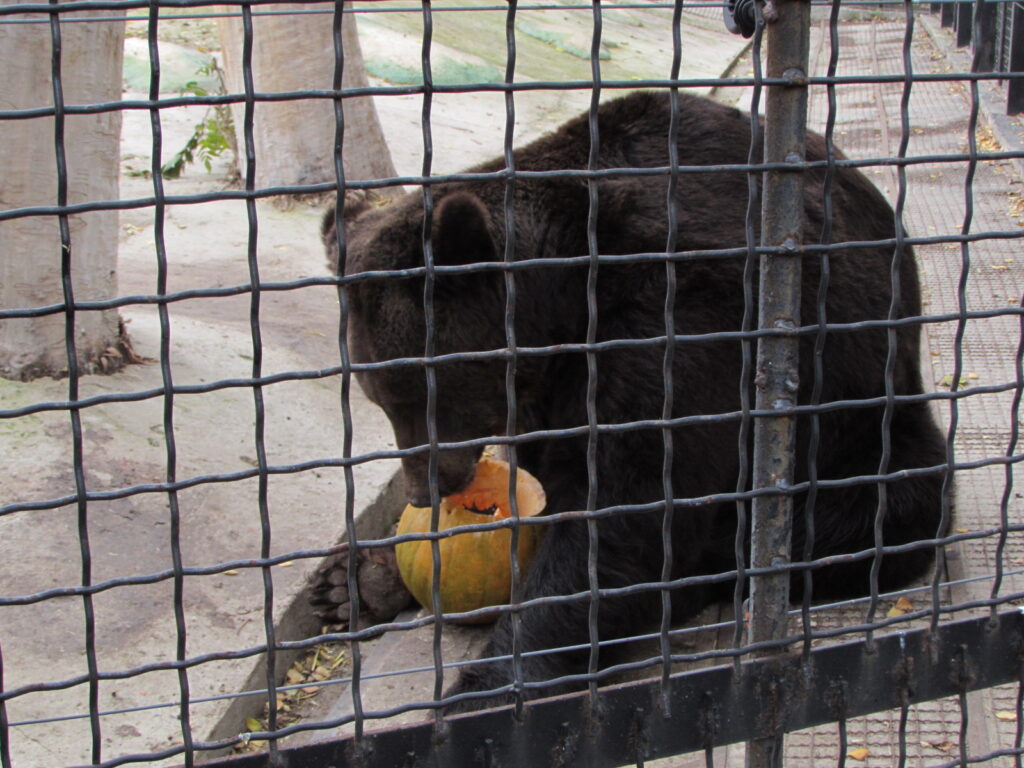Детям праздник, косолапым тыквы: как прошел медвежий день в Одесском зоопарке. ФОТО