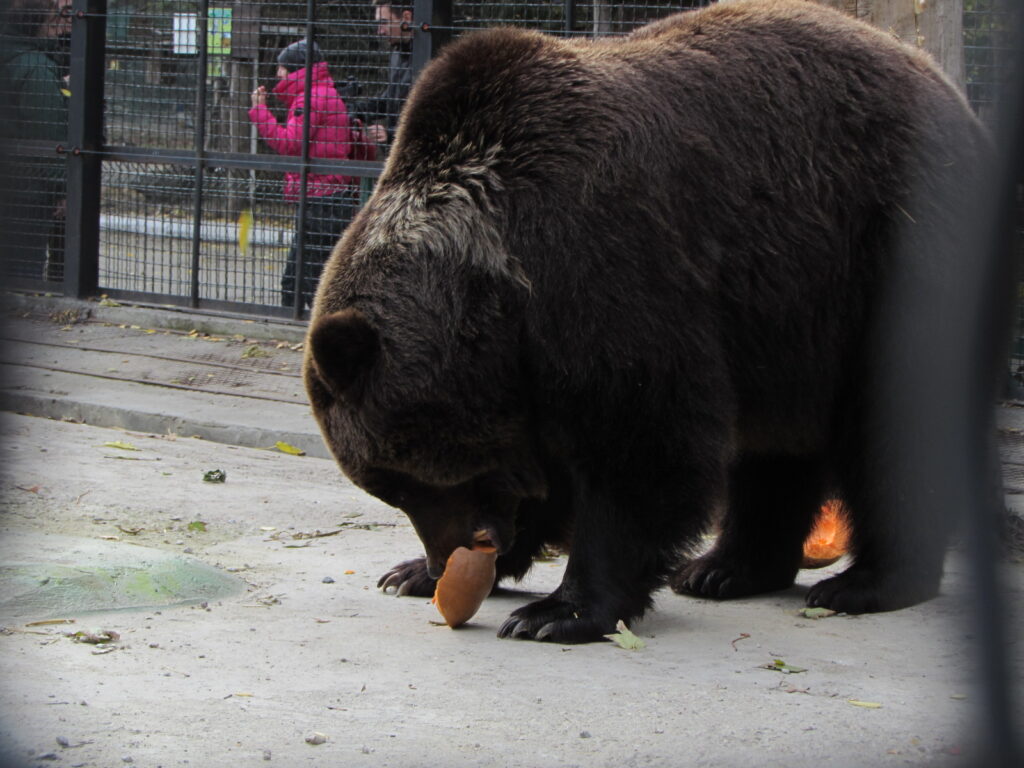 Детям праздник, косолапым тыквы: как прошел медвежий день в Одесском зоопарке. ФОТО