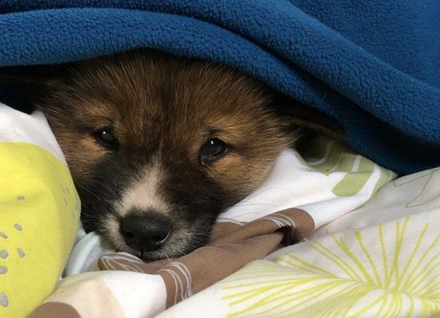 Женщина из Австралии приютила щенка и ее ждал сюрприз