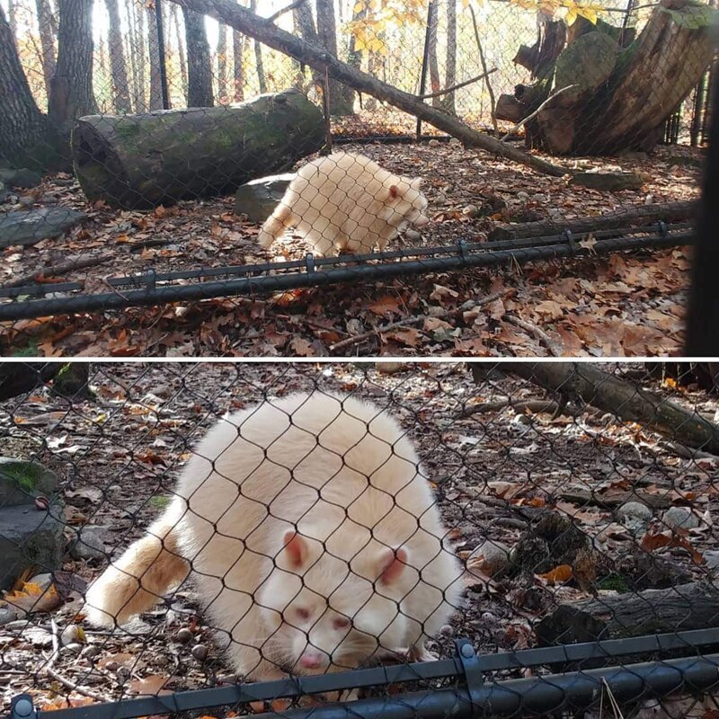 Животные-альбиносы с удивительной внешностью