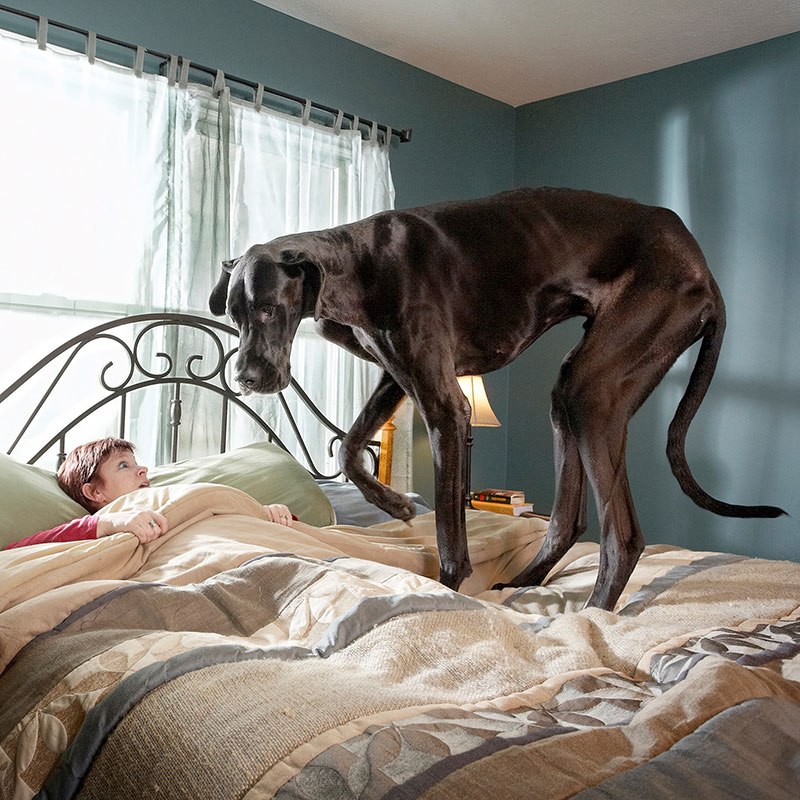Зевс - самая высокая собака в мире