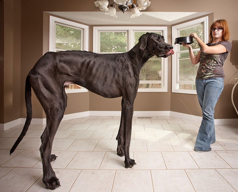 Зевс - самая высокая собака в мире