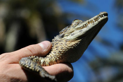 Немецкий зоопарк заставили переименовать крокодила Фиделя 