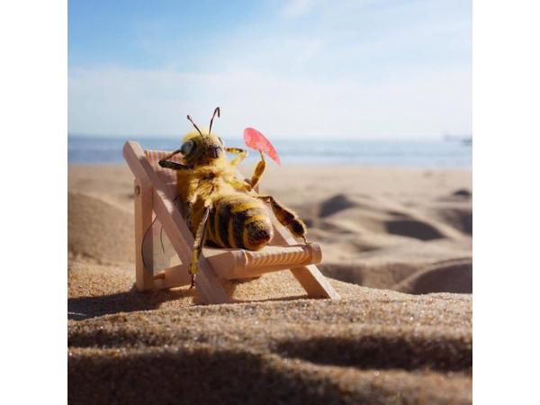 Пчела стала блоггером в Instagram: трогательный екопроект Bee Fund ФОТО Рис.5