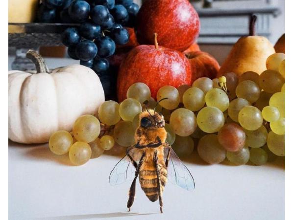 Пчела стала блоггером в Instagram: трогательный екопроект Bee Fund ФОТО Рис.2
