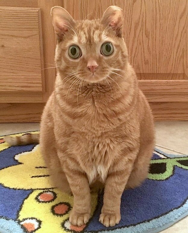 Потейто - кот, который стал звездой благодаря своим глазам