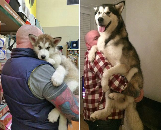 Как же быстро взрослеют собаки