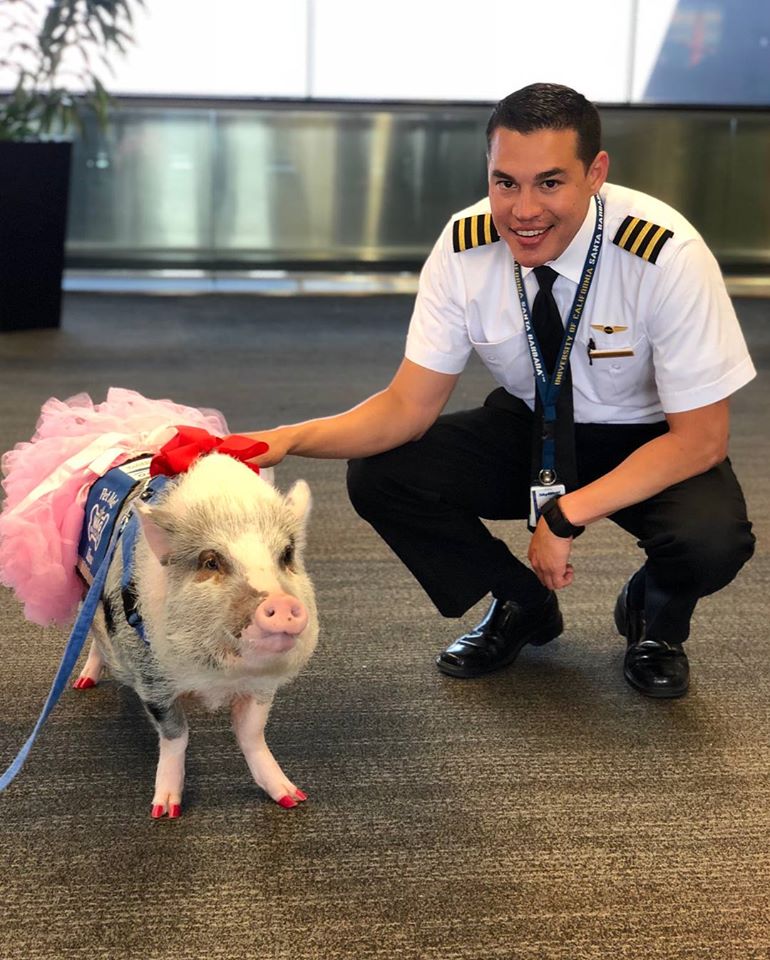 В аэропорту Сан-Франциско работает свинья-терапевт. ФОТО