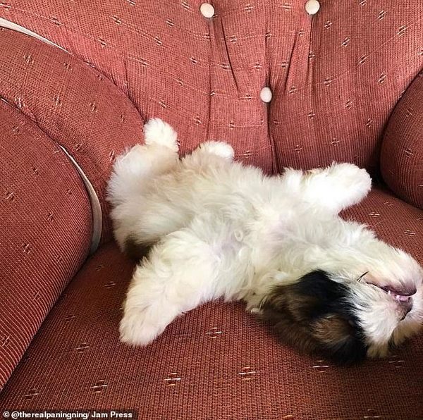 Собака прославилась в сети благодаря необычной позе, в которой спит. ФОТО