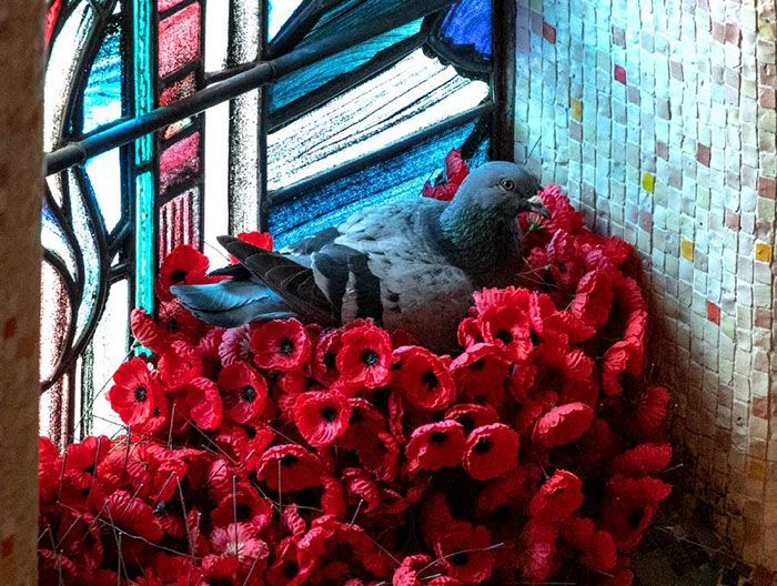 Голубь свил себе красочное гнездо из маков с военного мемориала