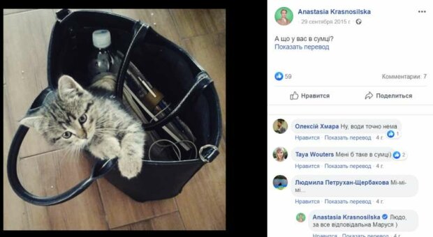 Депутат «Слуги народа» внесла в декларацию кошку Марусю. ФОТО