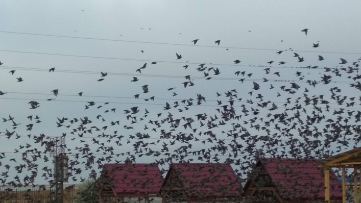 В Кирилловке небывалое нашествие грачей. ФОТО