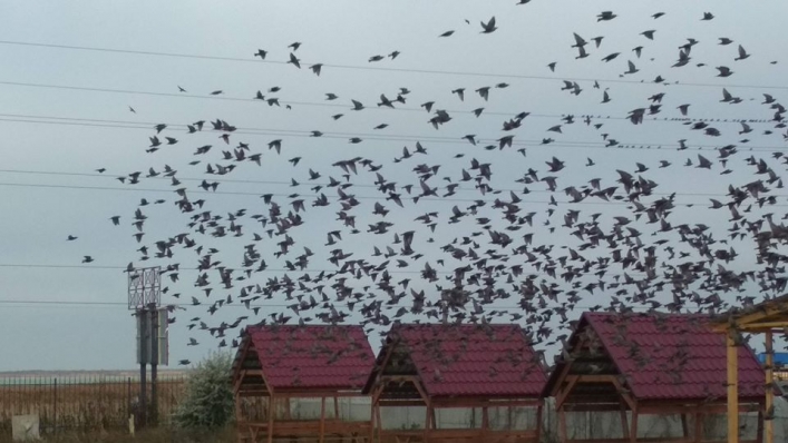 В Кирилловке небывалое нашествие грачей. ФОТО