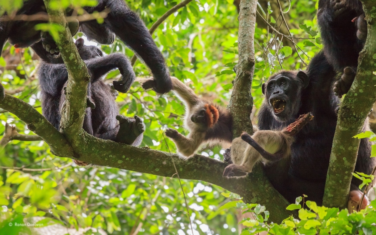 Как шимпанзе объявили войну людям в Уганде