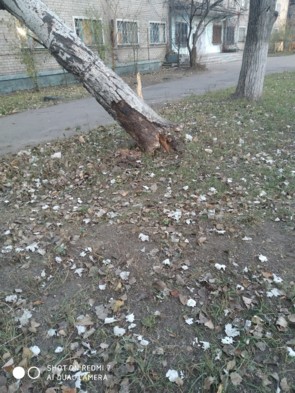 Ветер в Донецке: Деревья падают на дома и машины. ФОТО