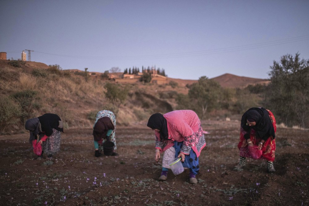 Трудоемкий сбор шафрана в Марокко