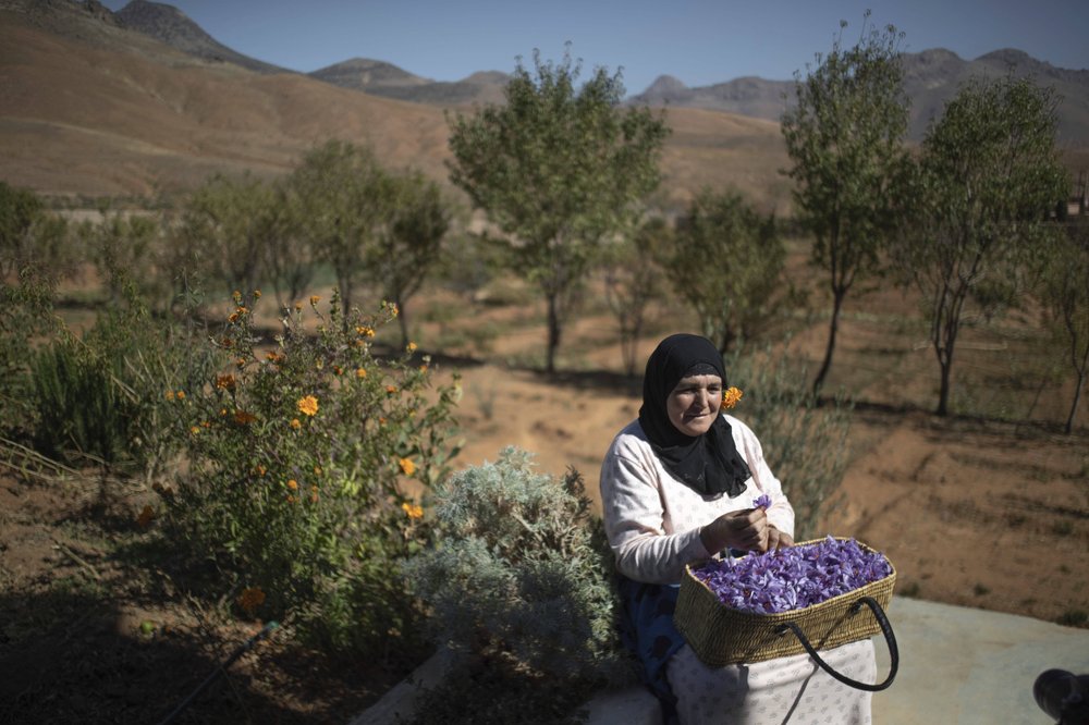 Трудоемкий сбор шафрана в Марокко