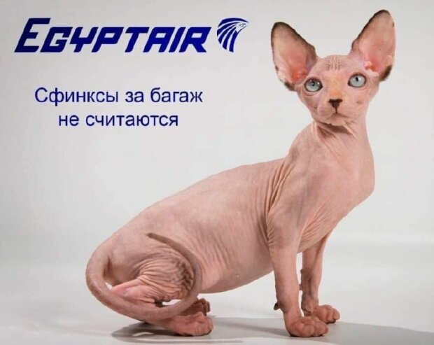 В сети смеются над ситуацией с котом, которого не пустили на борт самолета из-за его лишнего веса. ФОТО