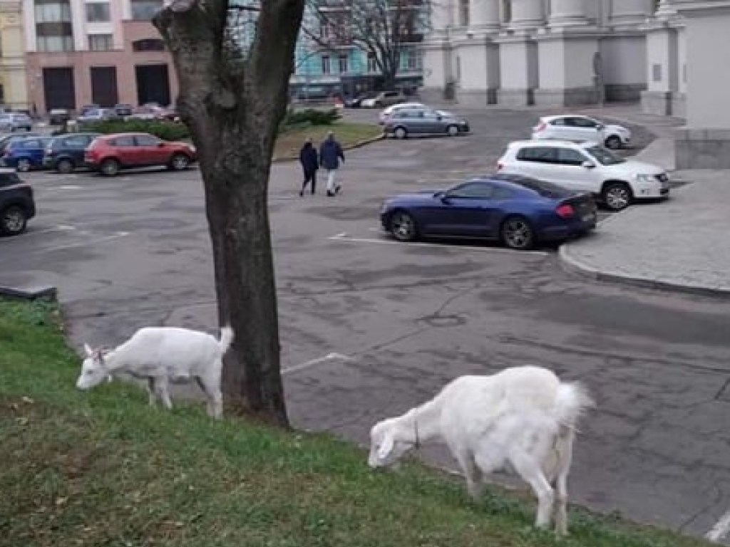 В Киеве заметили пасущихся коз у здания МИДа. ФОТО