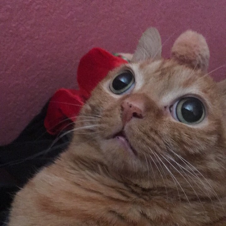 Кошка Картошка стала новой звездой Интернета. ФОТО