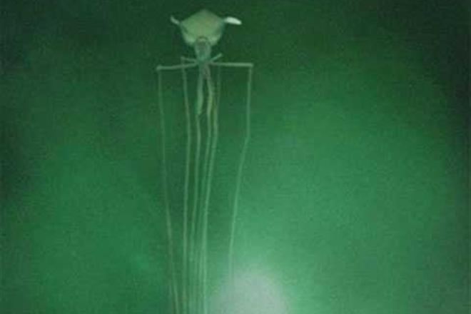 В Мексиканском заливе засняли на видео пришельца