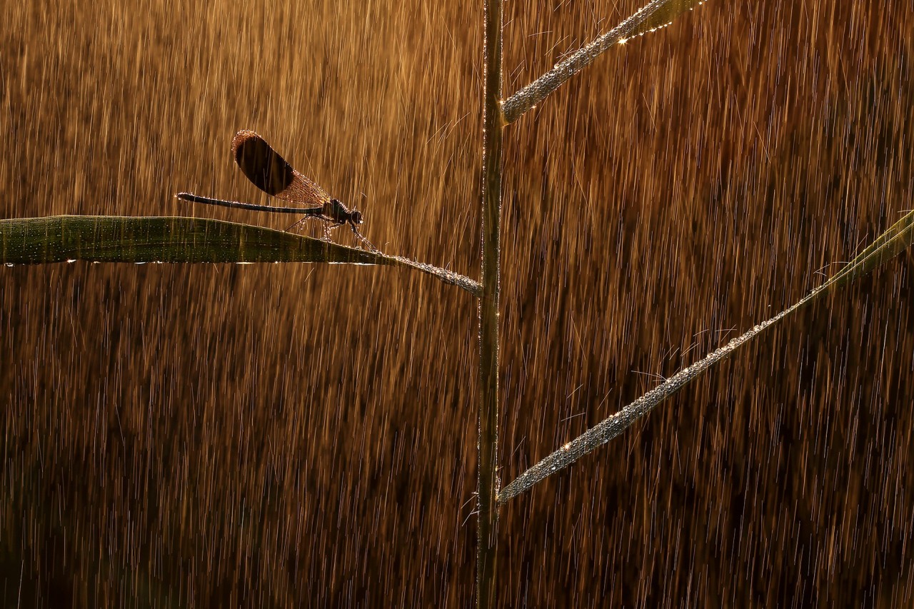 Лучшие снимки с конкурса Nature Photographer of the Year 2019