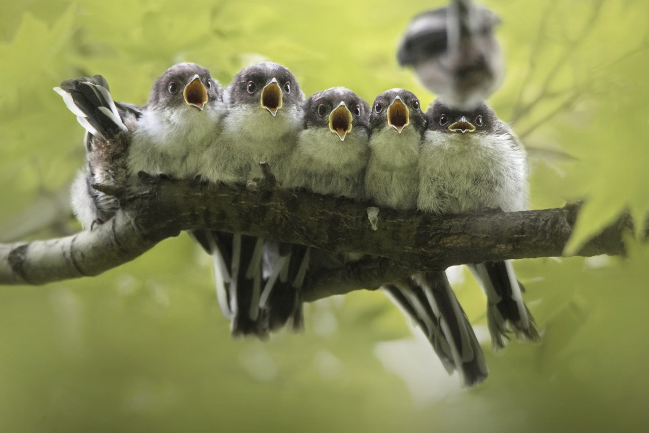 Лучшие снимки с конкурса Nature Photographer of the Year 2019