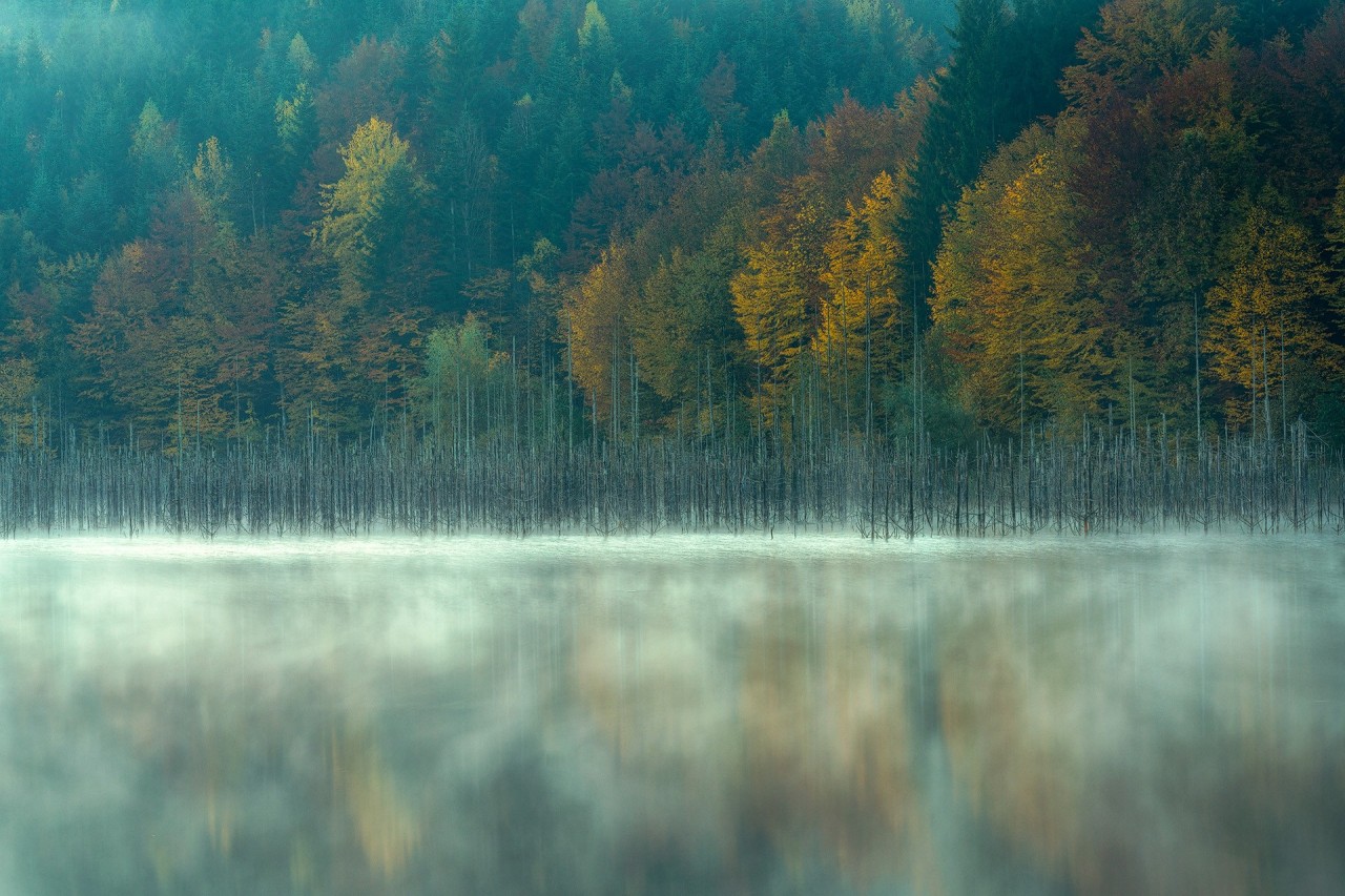 Лучшие снимки с конкурса Nature Photographer of the Year 2019